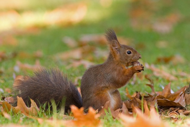 Eichhrnchen Sciurus vulgaris